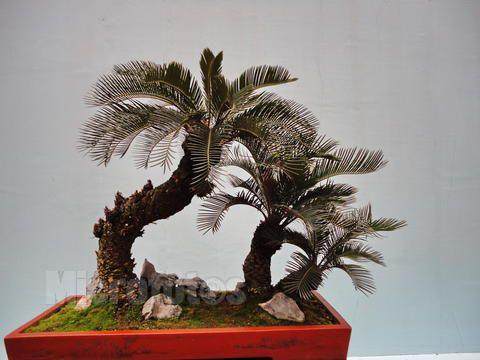 90后村官网上卖盆景