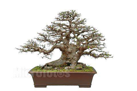 首届中国盆景制作比赛六枝盆协喜获丰收