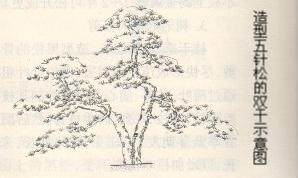 造型五针松老桩盆景怎么整形修剪的4个技术