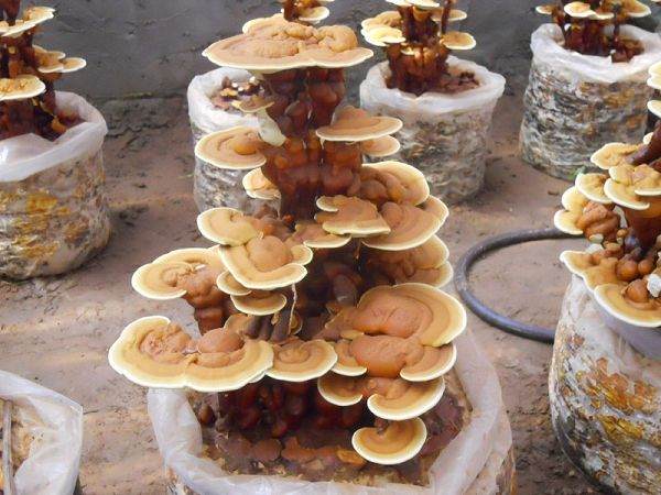 灵芝盆景生长周期短 只用了大约一年的时间