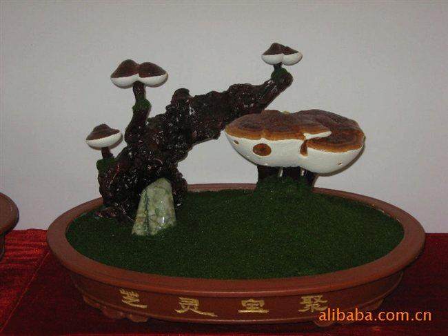 北方的灵芝盆景居上 深受人们所推宠