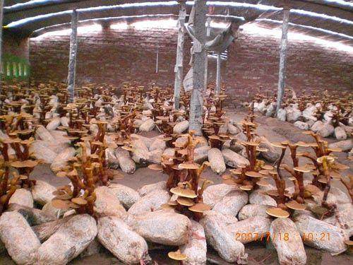 中型灵芝盆景的价格都在500元到1000元之间