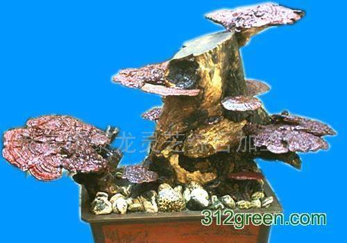 大棚种植灵芝 灵芝制成盆景 图片