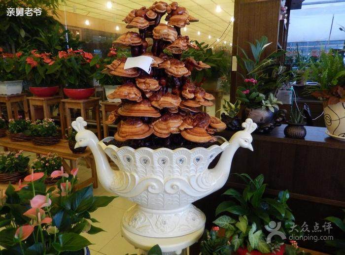 灵芝仙草移入天津百姓家 摇身＂变＂盆景