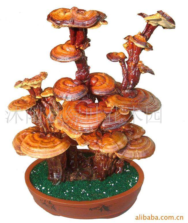 灵芝盆景生意年产值超过五千万