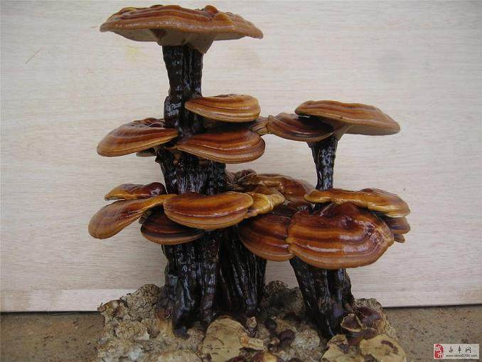 活体灵芝盆景比栽培普通灵芝可增加60%的效益