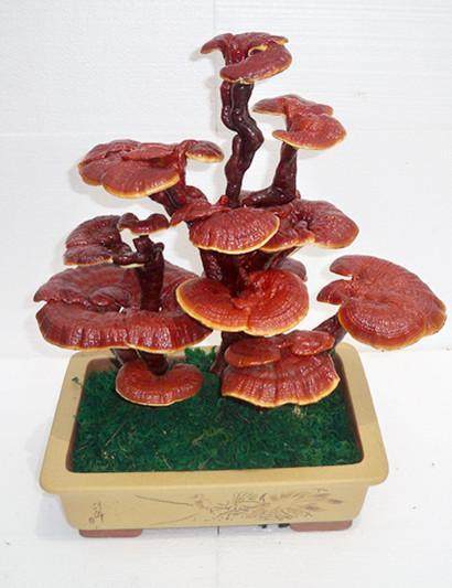 灵芝制造的优美盆景受到广阔市民青睐