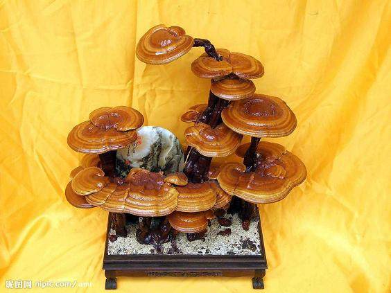 仙草之称的灵芝被制作成盆景走入寻常百姓家