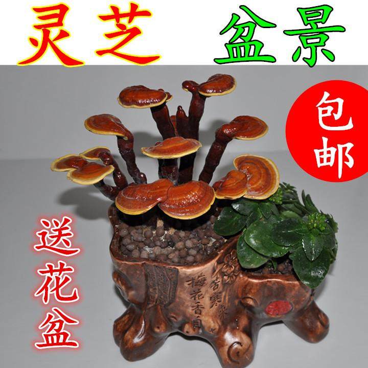 灵芝盆景最低价格也在300元以上