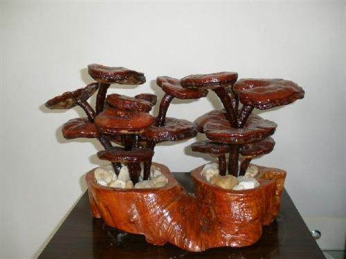 灵芝盆景市场前景可观