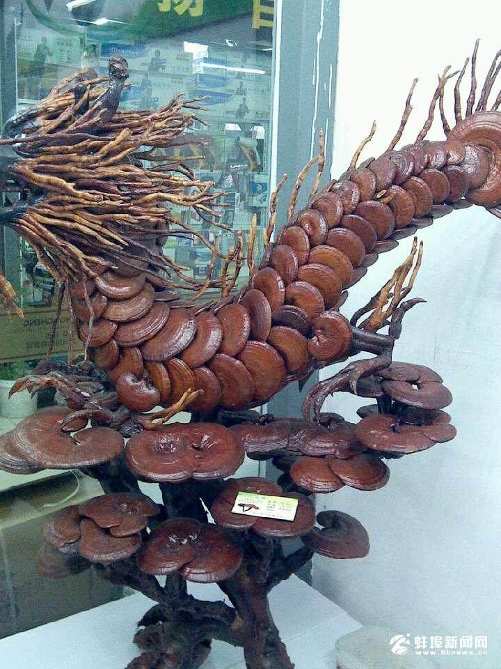 将灵芝做成盆景卖可使灵芝增值数十倍