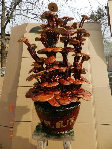 在呼和浩特市赛罕区大厂库伦村三元灵芝盆景基地