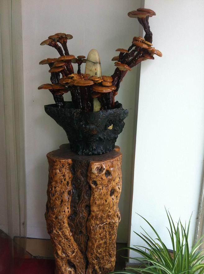 灵芝盆景怎么制作的6个方法