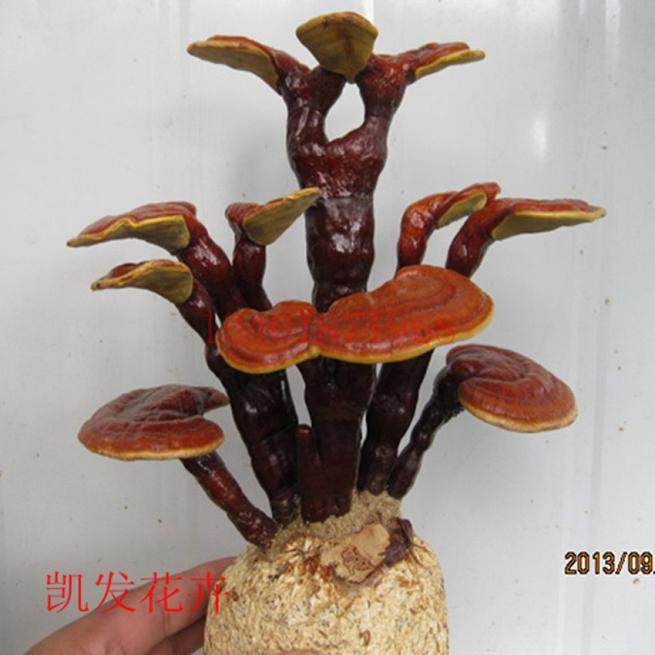 仙草灵芝变仙女盆景 肥东一农民种出八项专利