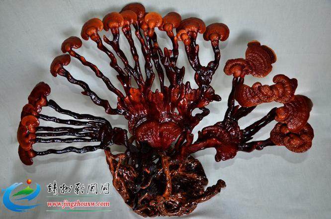 灵芝仙草移入天津百姓家 摇身