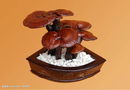 湖北江夏农民大棚种植灵芝将其制成盆景