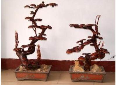 灵芝盆景观赏价值高