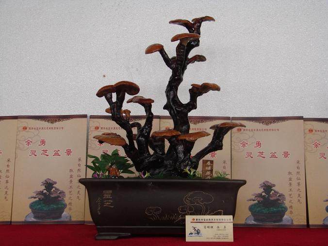吸引眼球的灵芝盆景