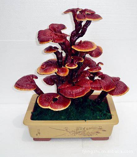 遂宁灵芝盆景销售