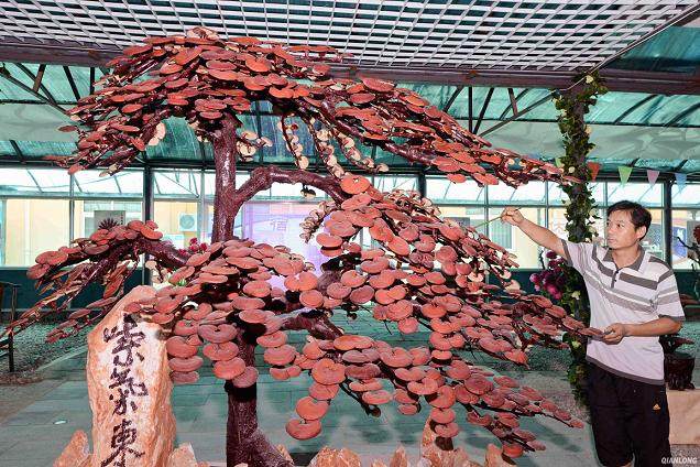 许昌灵芝盆景市场