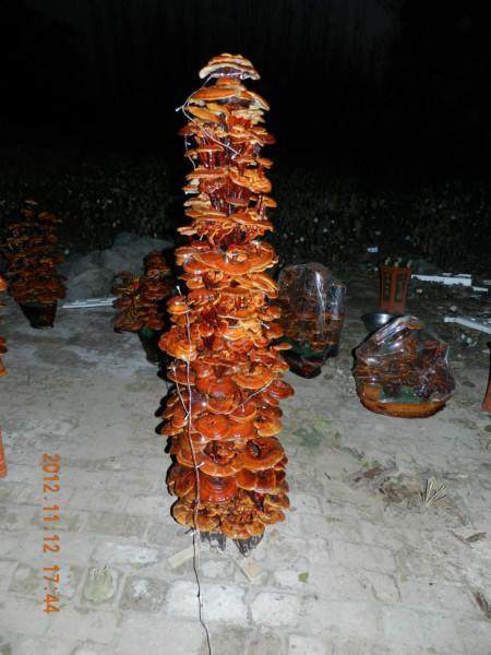 泰安市泰龙灵芝盆景加工厂