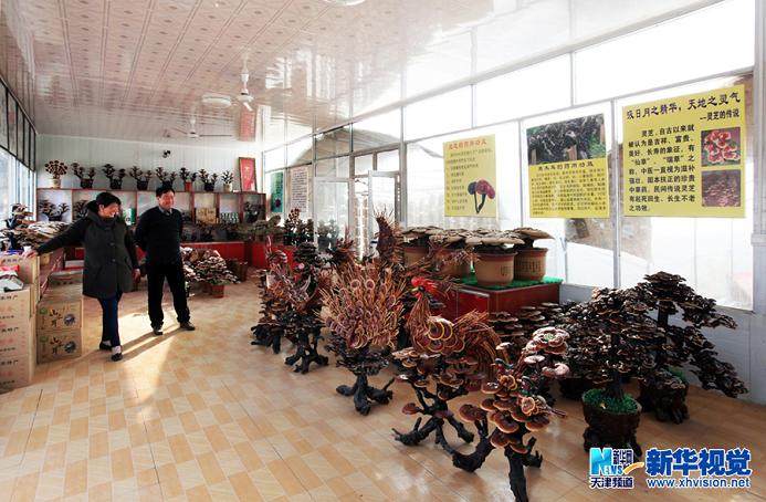 济南灵芝盆景开发公司