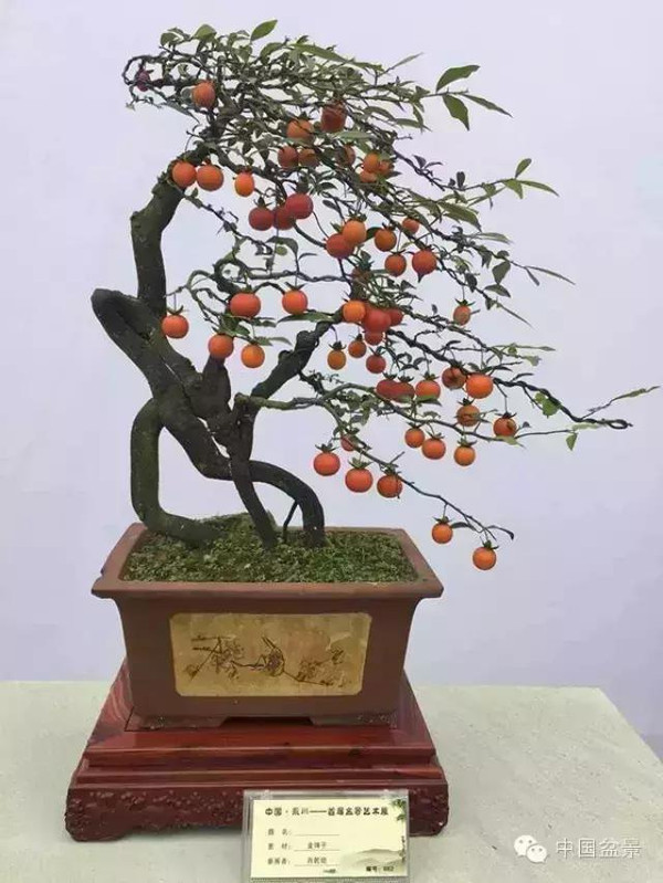 弹子之乡永川首届盆景艺术展盛况空前