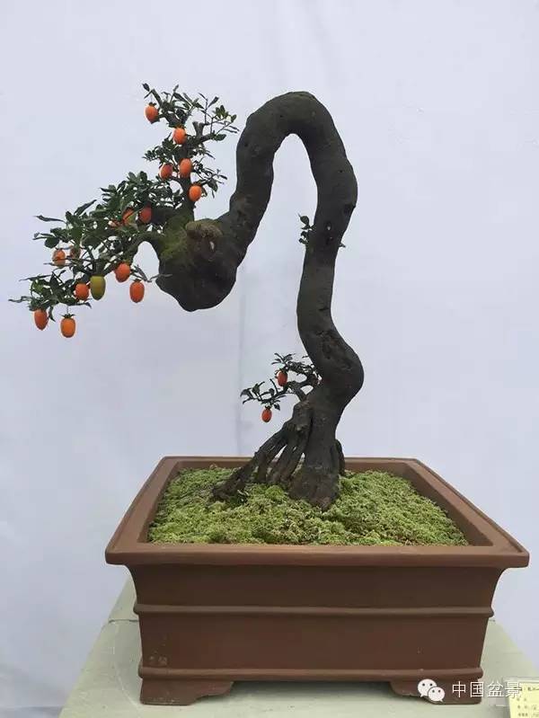 弹子之乡永川首届盆景艺术展盛况空前