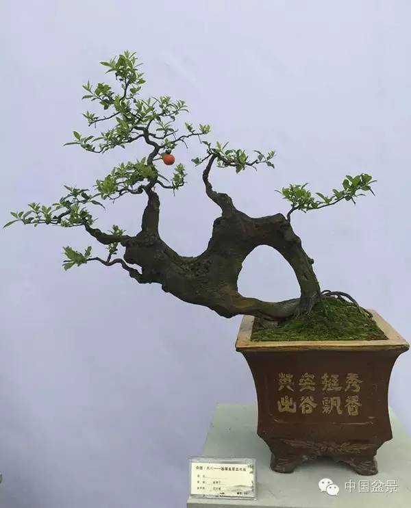 弹子之乡永川首届盆景艺术展盛况空前