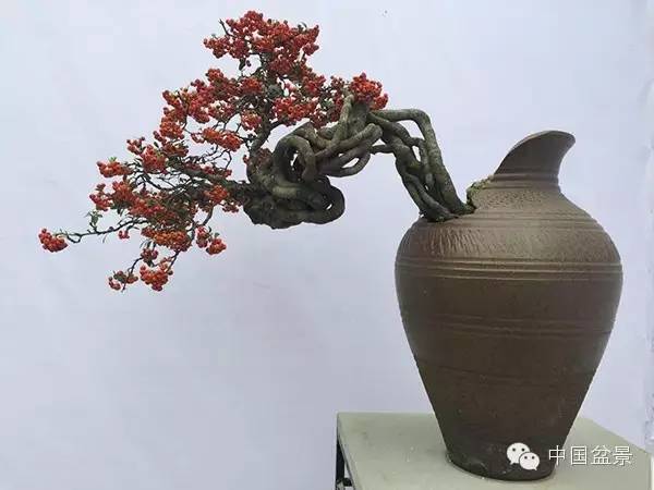 弹子之乡永川首届盆景艺术展盛况空前