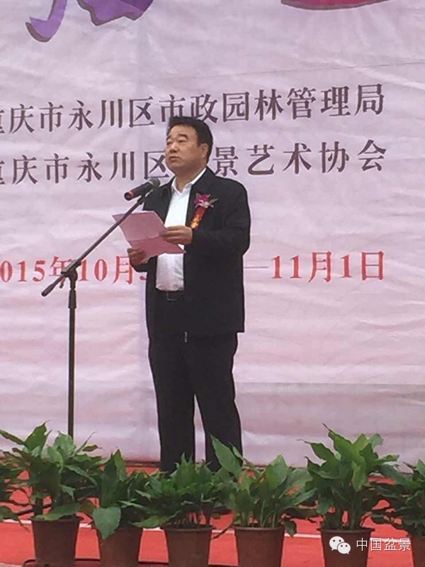 弹子之乡永川首届盆景艺术展盛况空前