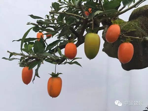 弹子之乡永川首届盆景艺术展盛况空前