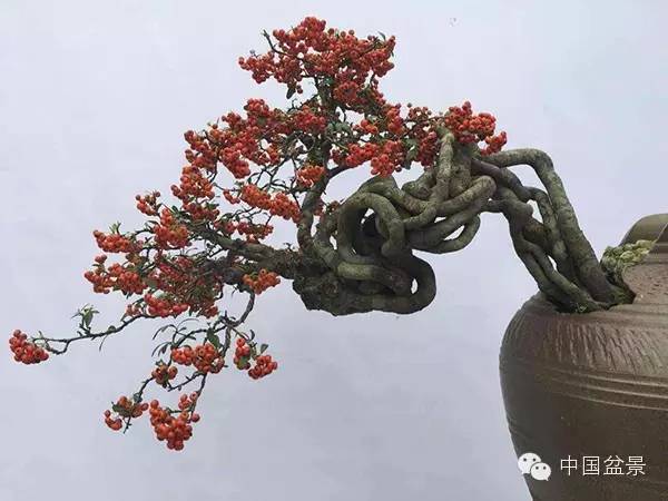 弹子之乡永川首届盆景艺术展盛况空前