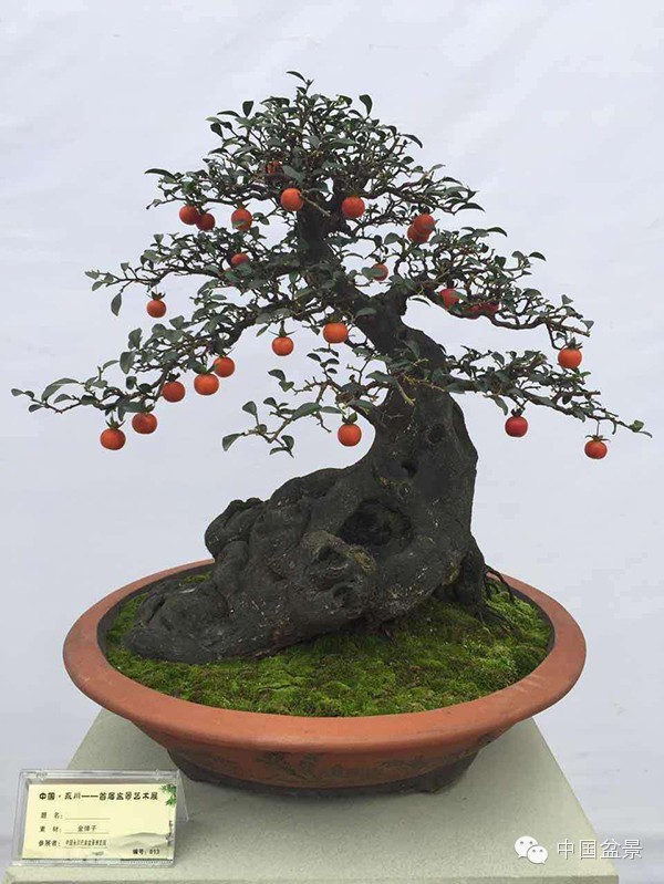 弹子之乡永川首届盆景艺术展盛况空前