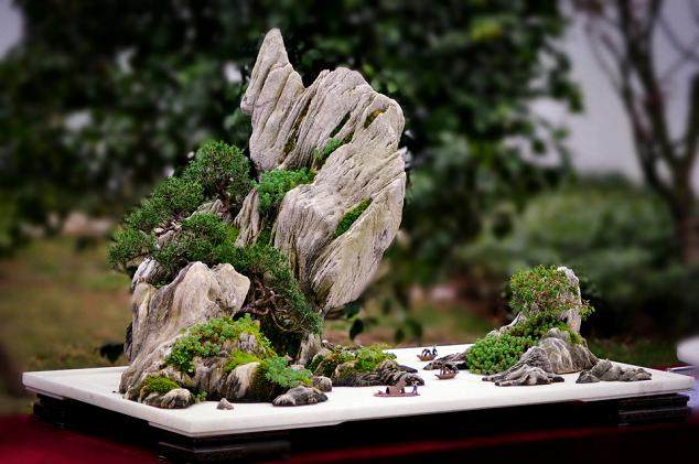 重庆盆景“世博杯”上再创佳绩