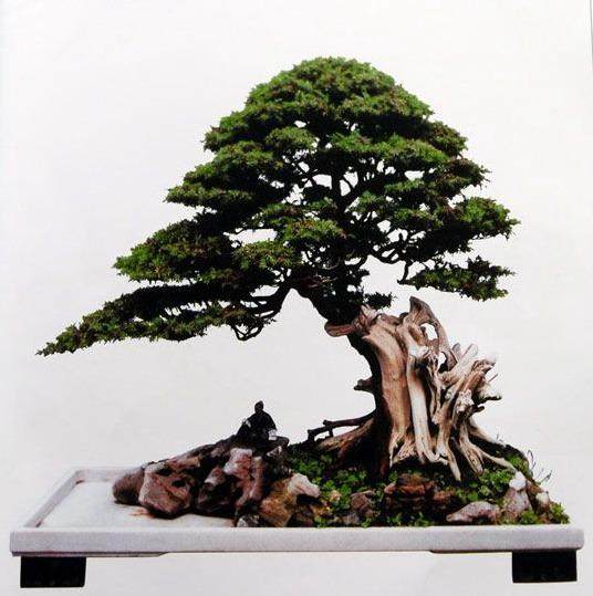 中国灯都微型盆景展暨盆景公益拍卖会