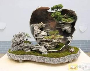 【盆景故事】做盆景难,做人更难!