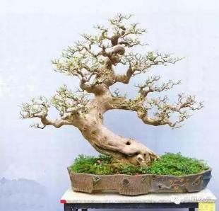 【盆景故事】做盆景难,做人更难!