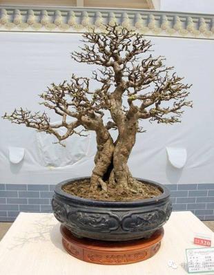 【盆景故事】做盆景难,做人更难!