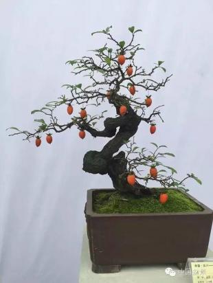 【盆景故事】做盆景难,做人更难!