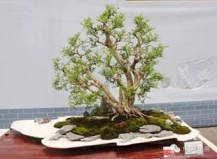 【盆景故事】做盆景难,做人更难!