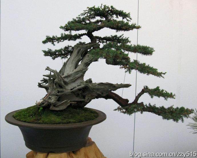 洋学生学习苏派盆景的历史和制作技艺