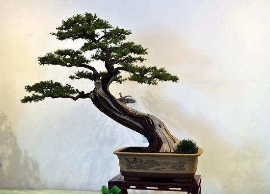 近300盆苏派盆景精品让中外游客眼前一亮