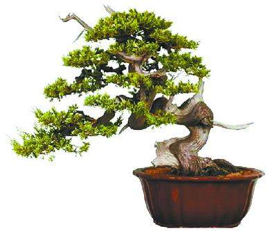 西泠春季拍卖的园艺盆景专场