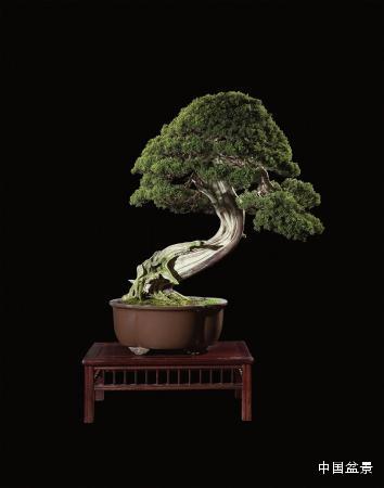 顶级的盆景拍卖佳作欣赏