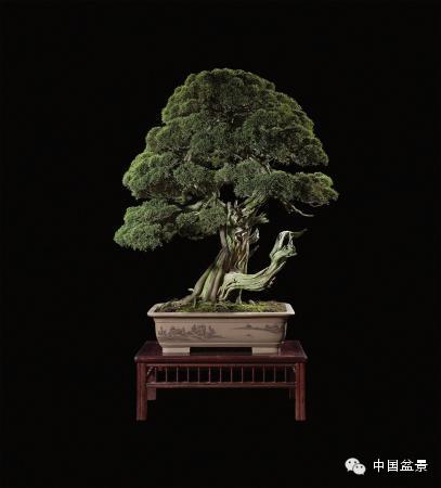 顶级的盆景拍卖佳作欣赏