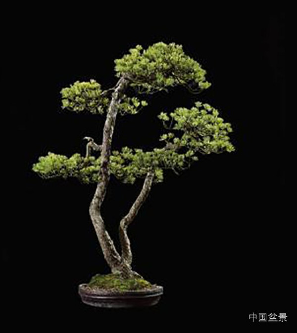 顶级的盆景拍卖佳作欣赏