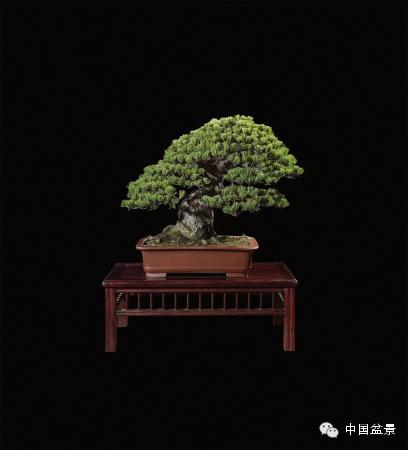 顶级的盆景拍卖佳作欣赏