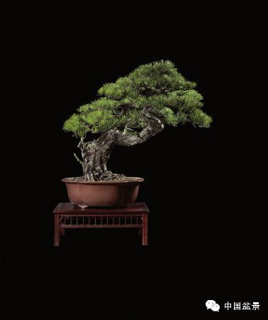 顶级的盆景拍卖佳作欣赏