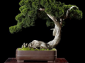 真柏 舍利干式 盆景拍卖估价6万